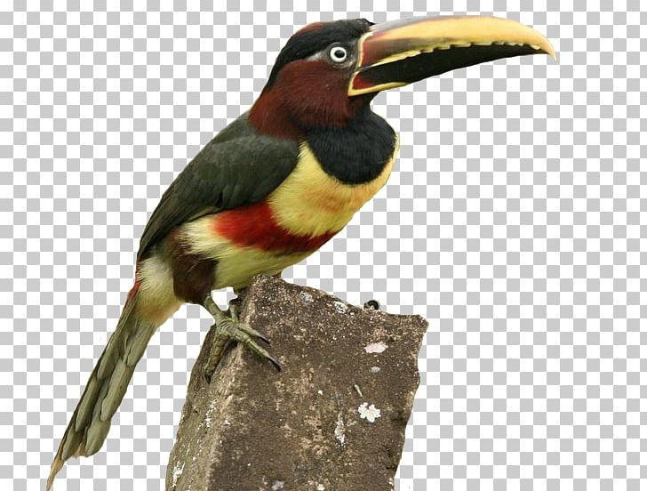 Toucan Hornbill Fauna Beak PNG, Clipart, Beak, Bird, Coraciiformes, Fauna, Hornbill Free PNG Download