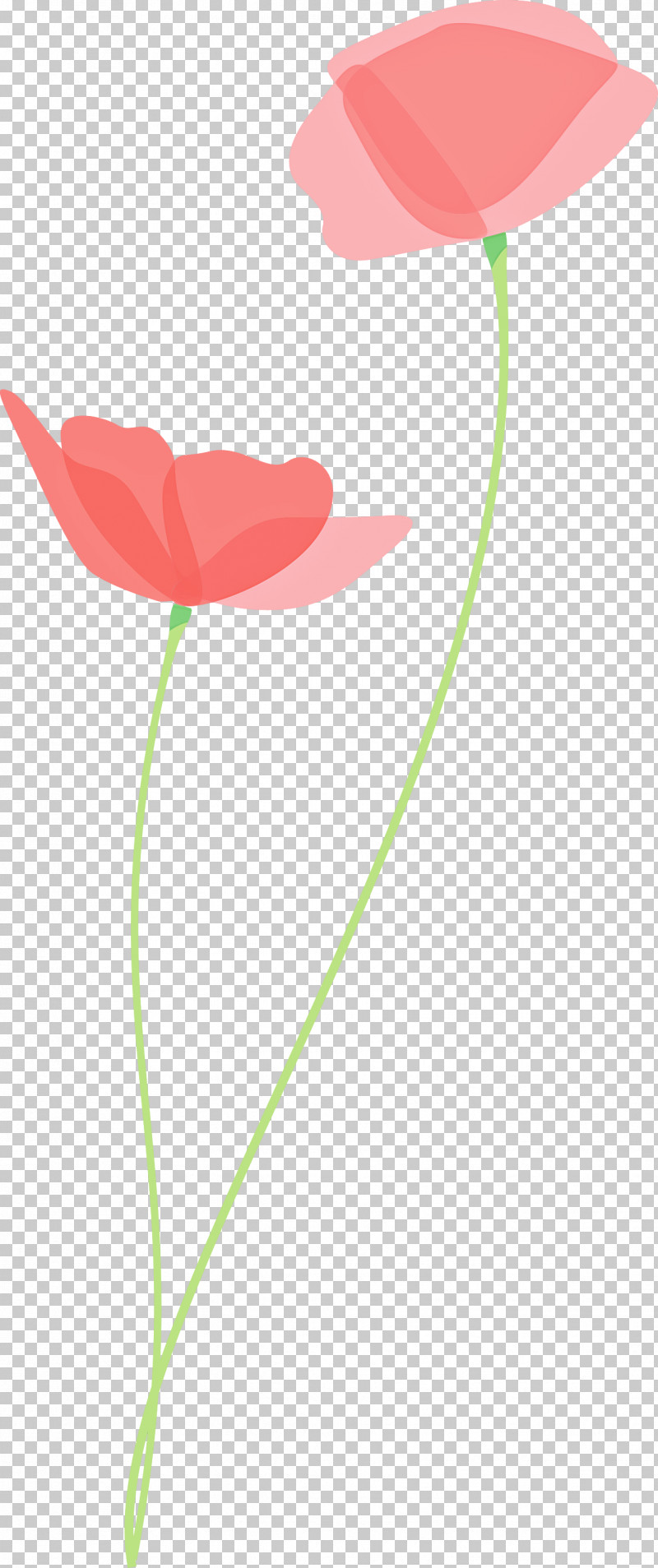 Poppy Flower PNG, Clipart, Anthurium, Coquelicot, Corn Poppy, Flower, Lily Family Free PNG Download
