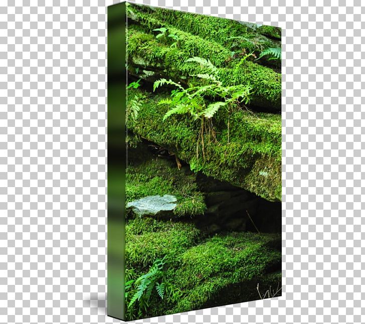 Vegetation Biome Nature Reserve Rainforest Freshwater Aquarium PNG, Clipart, Aquarium, Aquatic Plant, Aquatic Plants, Biome, Ecosystem Free PNG Download