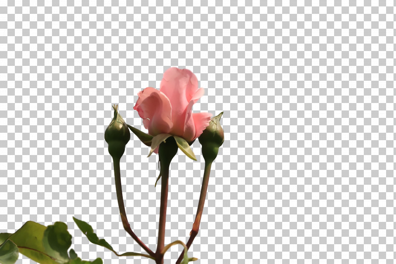 Garden Roses PNG, Clipart, Biology, Branching, Bud, Cut Flowers, Flower Free PNG Download
