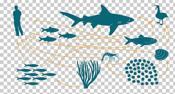 Food Chain Food Web Marine Ecosystem Bioaccumulation PNG, Clipart, Animal, Aquatic Animal, Art, Bioaccumulation, Biodiversity Free PNG Download