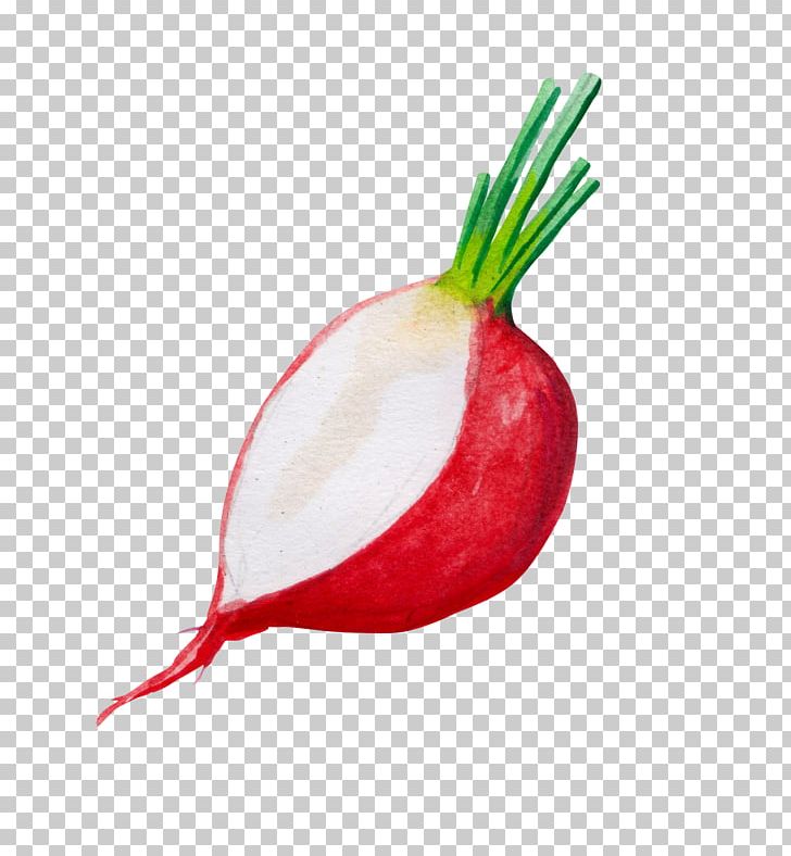 Red Onion Ingredient PNG, Clipart, Allium Fistulosum, Beetroot, Decoration, Diagram, Encapsulated Postscript Free PNG Download