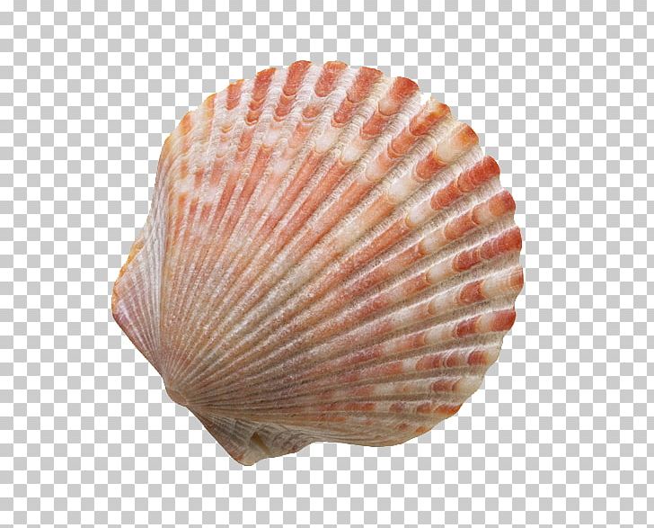 Seashell Sand PNG, Clipart, Animal Product, Beaches, Beach Party, Beach Sand, Clam Free PNG Download