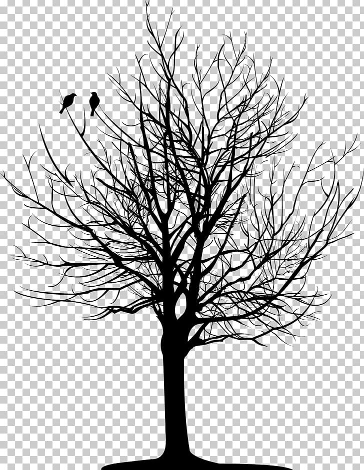 Tree Branch Drawing PNG, Clipart, Black And White, Branch, Deciduous, Drawing, Leaf Free PNG Download