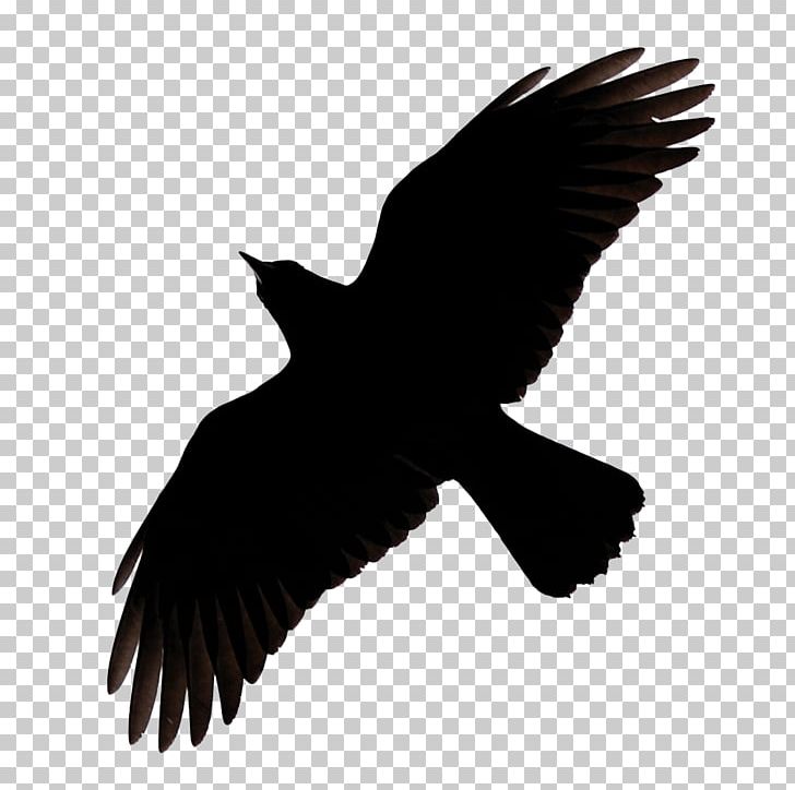Bird Common Raven Silhouette PNG, Clipart, Animals, Art, Beak, Bird, Bird Of Prey Free PNG Download