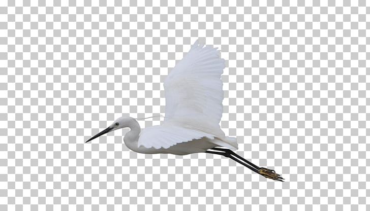 Water Bird Crane Beak Seabird PNG, Clipart, Animal, Beak, Bird, Crane, Crane Like Bird Free PNG Download