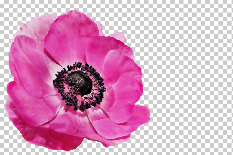 Artificial Flower PNG, Clipart, Anemone, Annual Plant, Artificial Flower, Cut Flowers, Flower Free PNG Download