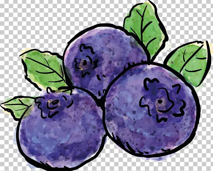 Blueberry Drawing Painting Photography PNG, Clipart, Art, Artist, Bilberry, Blueberry, Cartoon Free PNG Download