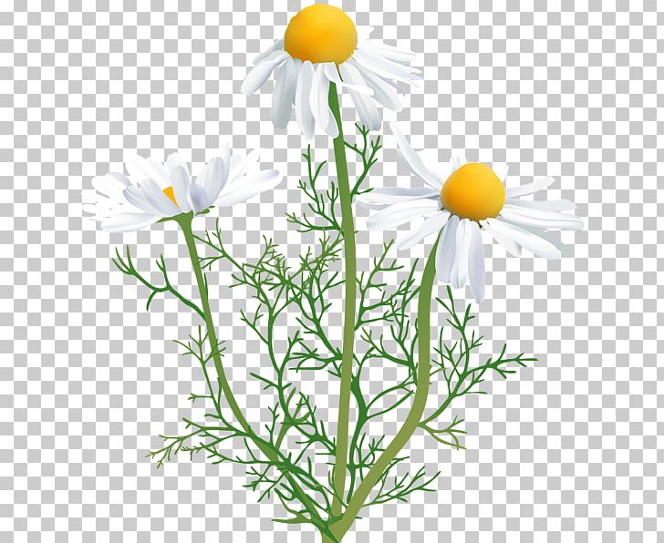 Common Daisy Chamomile Oxeye Daisy PNG, Clipart, Aster, Camomile, Chamaemelum Nobile, Chamomile, Chrysanths Free PNG Download