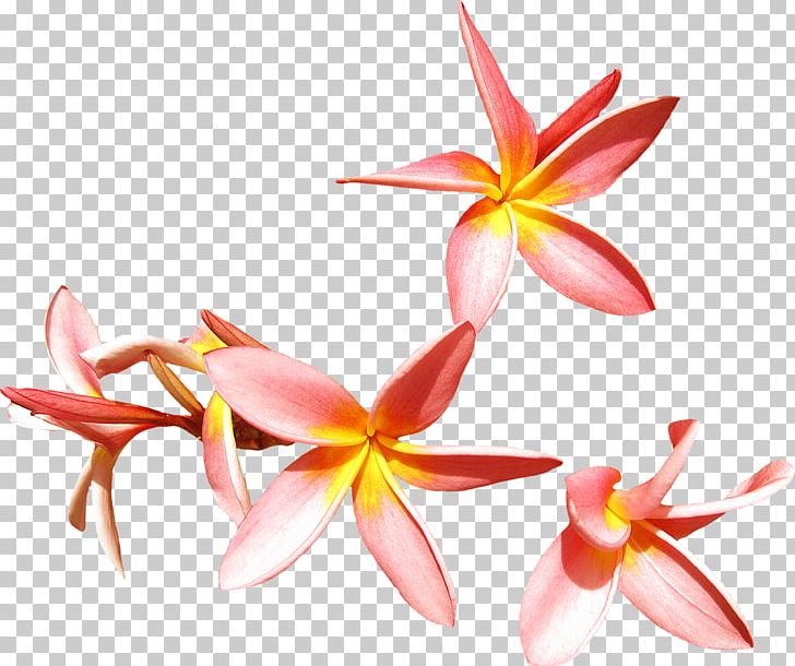 Flower Frangipani PNG, Clipart, Clip Art, Cut Flowers, Flora, Flower, Flowering Plant Free PNG Download