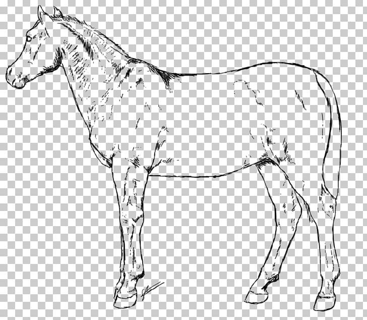 Mule Foal Bridle Colt Mare PNG, Clipart, Animal, Animal Figure, Artwork, Black And White, Bridle Free PNG Download