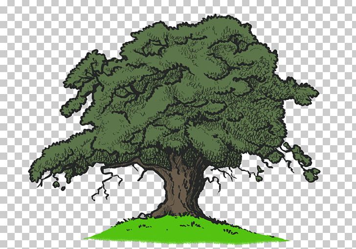 Quercus Kelloggii Drawing Tree PNG, Clipart, Animation, Art, Cartoon, Color, Drawing Free PNG Download