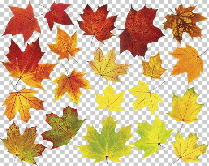 Stock Photography Leaf Graphics PNG, Clipart, Autumn, Deciduous, Leaf, Maple, Maple Leaf Free PNG Download