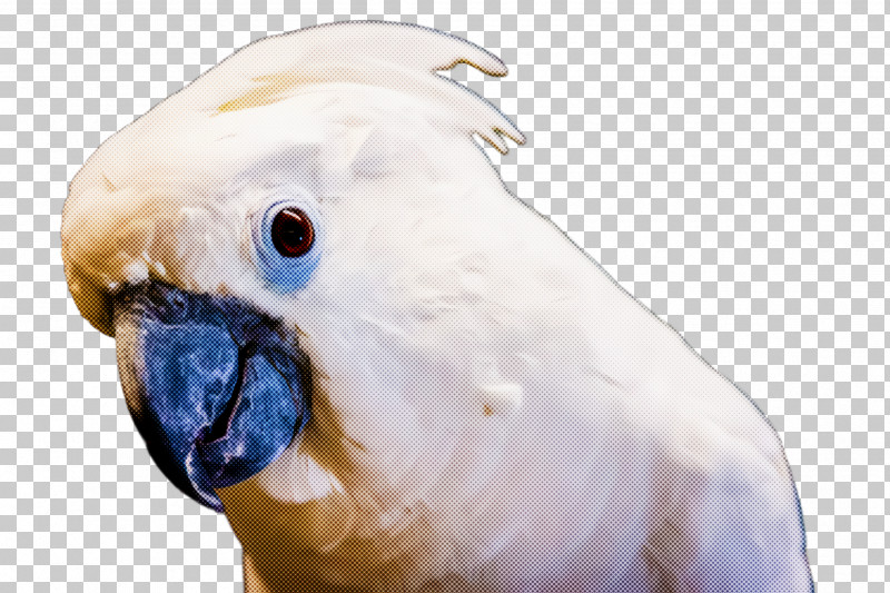 Bird Beak Cockatoo Parrot Parakeet PNG, Clipart, Beak, Bird, Budgie, Cockatoo, Parakeet Free PNG Download