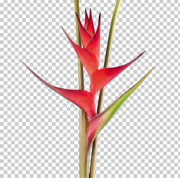 Heliconia Bihai Cut Flowers Tropics Plant Stem PNG, Clipart, Banana, Bird Of Paradise Flower, Exotic, Exotic Flowers, Flower Free PNG Download