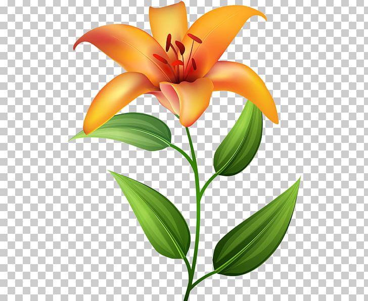 Lilium Bulbiferum Tiger Lily Flower Hemerocallis Fulva PNG, Clipart, Art, Bud, Clip, Cut Flowers, Daylily Free PNG Download