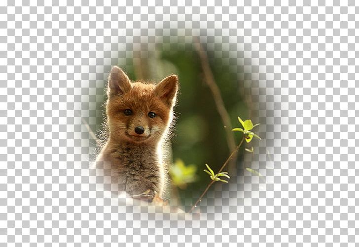 Red Fox Kit Fox Wildlife Animal PNG, Clipart, Animal, Animals, Carnivoran, Cuteness, Dog Like Mammal Free PNG Download