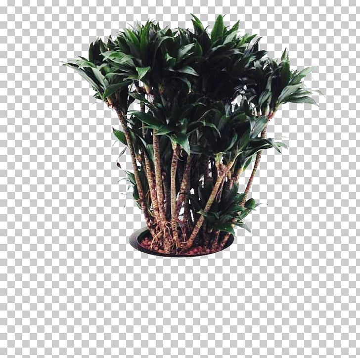Tree Flowerpot Houseplant Shrub PNG, Clipart, Dracaena, Evergreen, Flowerpot, Houseplant, Nature Free PNG Download
