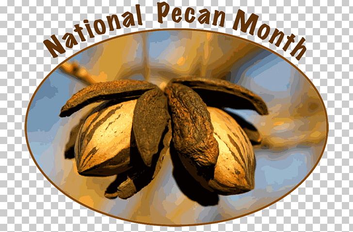 Elliot Pecan English Walnut PNG, Clipart, Banana, Banana Family, Commodity, Cultivar, Dixie Free PNG Download