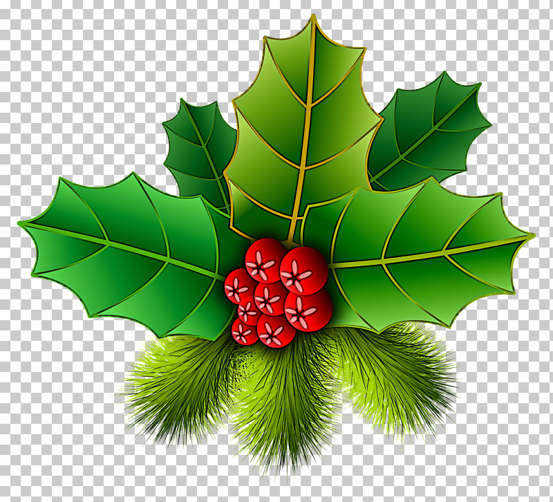 Holly PNG, Clipart, American Holly, Berry, Flower, Fruit, Holly Free PNG Download
