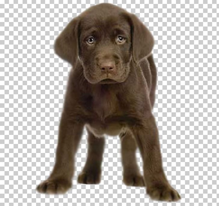 Labrador Retriever Golden Retriever Puppy Kitten PNG, Clipart, American Kennel Club, Animal, Animals, Borador, Breed Free PNG Download
