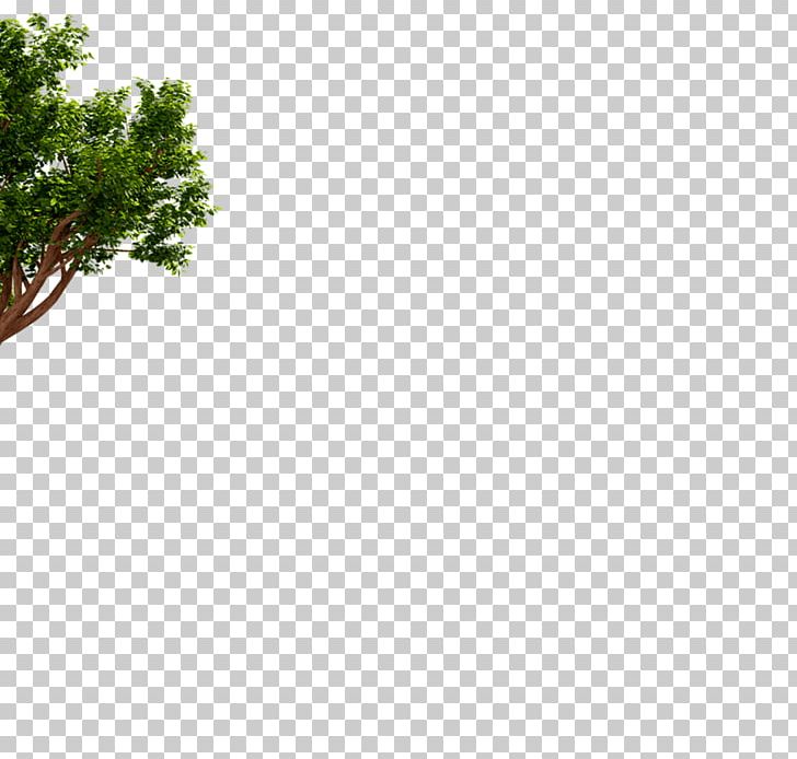 Leaf Branching Sky Plc PNG, Clipart, Branch, Branching, Grass, Leaf, Others Free PNG Download