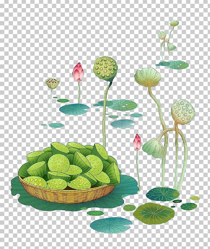 Nelumbo Nucifera Lotus Seed Illustration PNG, Clipart, Aesthetics, Download, Drawing, Euclidean Vector, Floral Design Free PNG Download