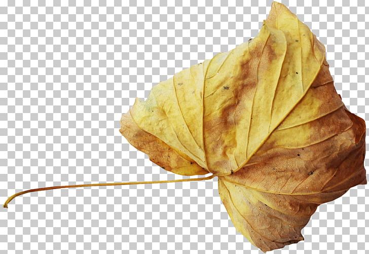 Autumn Leaf PNG, Clipart, Autumn, Autumn Leaf, Autumn Leaves, Autumn Tree, Deciduous Free PNG Download