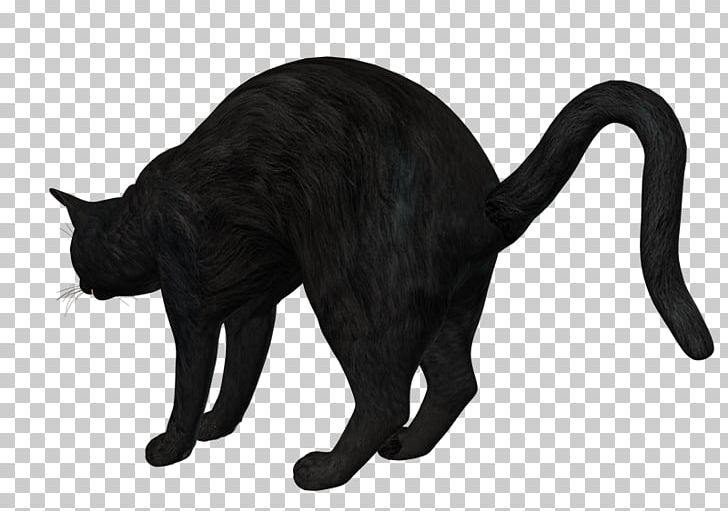 Domestic Short-haired Cat Whiskers PNG, Clipart, Animals, Black, Black And White, Black Cat, Black M Free PNG Download