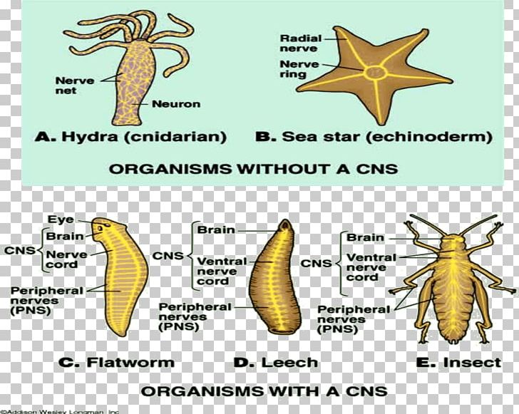 Evolution Of Nervous Systems Central Nervous System Invertebrate PNG, Clipart, Central Nervous System, Diagram, Ecosystem, Evolution, Examrace Free PNG Download