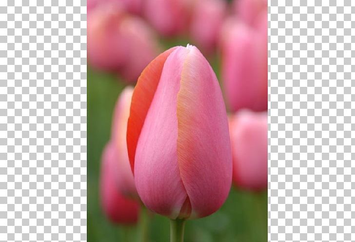 Tulip Flower Petal Bud Plant Stem PNG, Clipart, Blossom, Bud, Bulb, Closeup, Closeup Free PNG Download