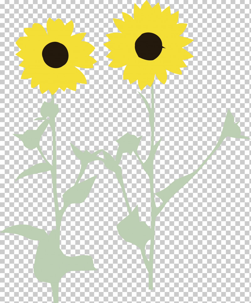 Floral Design PNG, Clipart, Animation, Common Daisy, Daisy Family, Floral Design, Flower Free PNG Download