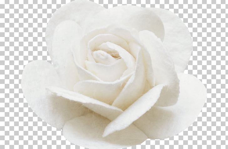 Garden Roses Rosa Brunonii Cut Flowers Pink PNG, Clipart, Bud, Cicek, Cicek Resimleri, Cut Flowers, Flower Free PNG Download