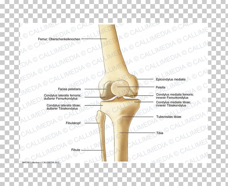 lateral epicondyle femur