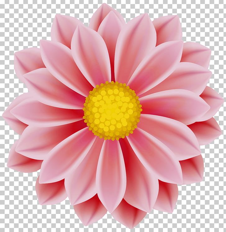 Portable Network Graphics Desktop Pink Flowers PNG, Clipart, Art, Art Museum, Chamomile, Chrysanths, Common Daisy Free PNG Download