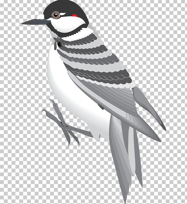 Bird Eurasian Tree Sparrow PNG, Clipart, Animal, Animals, Au File Format, Beak, Bird Free PNG Download