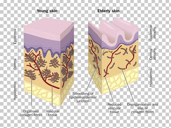 Collagen Skin Wrinkle Hyaluronic Acid Dermis PNG, Clipart, Ageing, Amino Acid, Box, Collagen, Corporate Elderly Care Free PNG Download