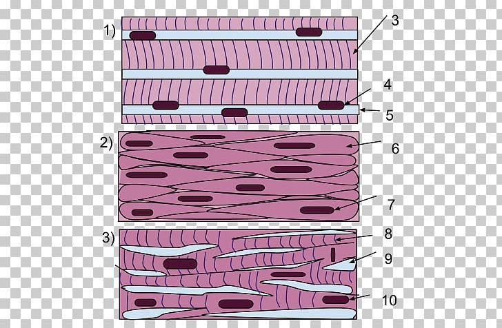 Smooth Muscle Tissue Skeletal Muscle Cardiac Muscle PNG, Clipart, Anatomy, Angle, Area, Biceps, Brachialis Muscle Free PNG Download