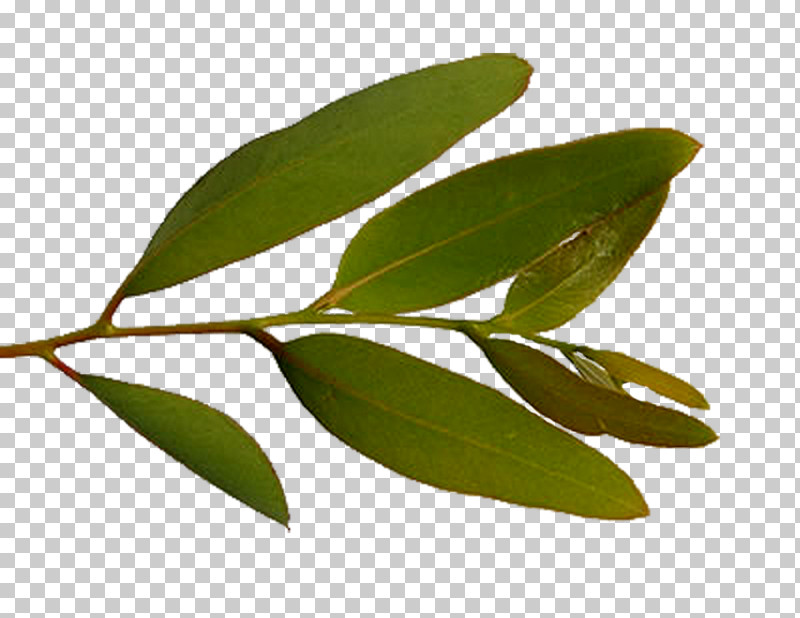 Leaf Plant Flower Tree Woody Plant PNG, Clipart, Bay Leaf, Coca, Eucalyptus, Flower, Laurel Family Free PNG Download