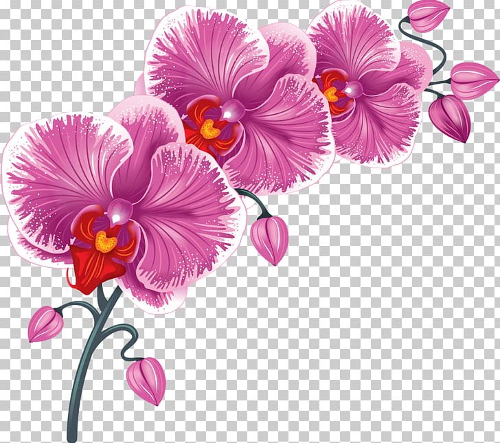 Desktop Flower PNG, Clipart, Beautiful, Beautiful Orchid Photo Frame, Clip Art, Cut Flowers, Desktop Wallpaper Free PNG Download