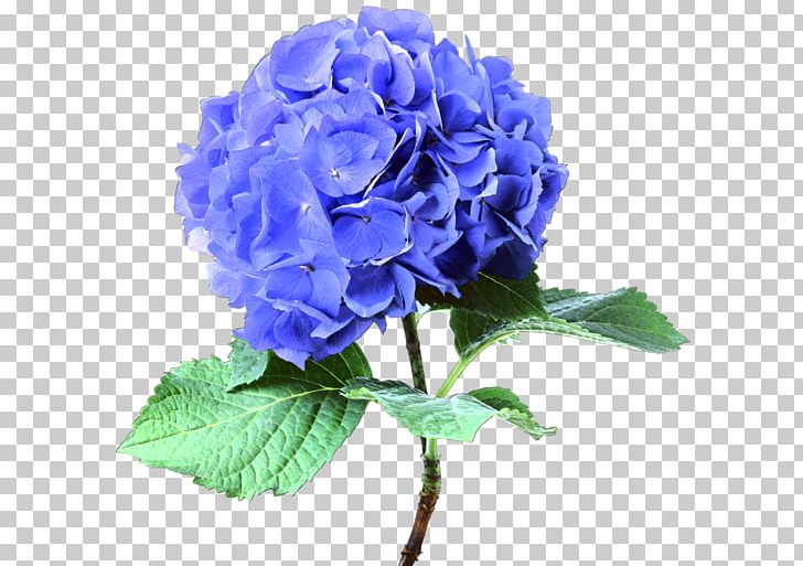 French Hydrangea Cut Flowers Blue Plant PNG, Clipart, Annual Plant, Artificial Flower, Blue, Blue Rose, Cornales Free PNG Download