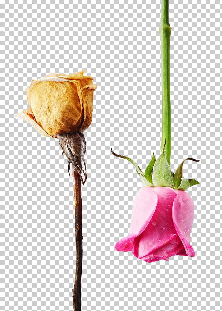Garden Roses Beach Rose Flower Contrast PNG, Clipart, Bud, Compared, Cut Flowers, Download, Dried Free PNG Download
