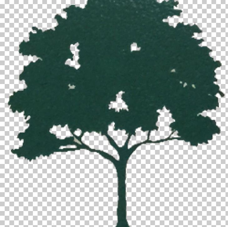 K C Tree Inc Kauri PNG, Clipart, Art, Branch, Clip Art, C Tree, Document Free PNG Download