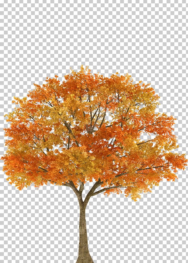 Autumn Tree Maple Oak Branch PNG, Clipart, Autumn, Autumn Leaf Color, Branch, Color, Deciduous Free PNG Download