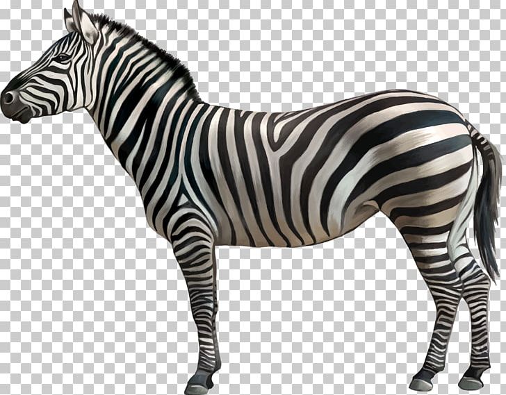 Quagga Zebra PNG, Clipart, Animal Figure, Animals, Black And White, Computer Icons, Download Free PNG Download