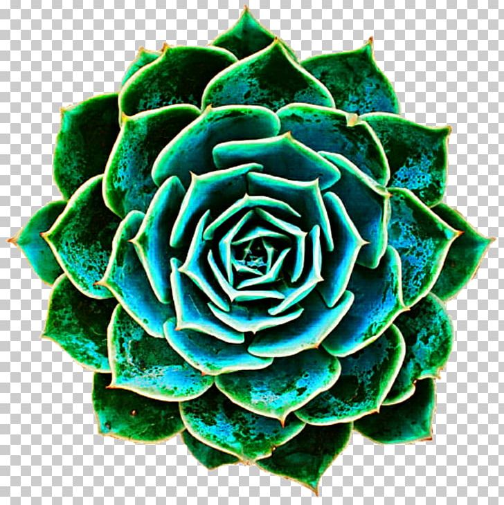 Succulent Plant Garden Roses Saponaria Ocymoides PNG, Clipart, Aloe, Blue Rose, Cut Flowers, Flower, Flowering Plant Free PNG Download