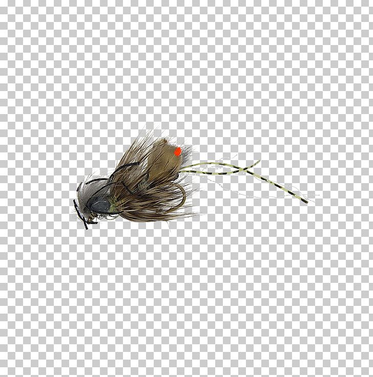 Crayfish Fly Fishing Clouser Deep Minnow Bass The Fly PNG, Clipart, Bass, Beak, Bird, Clouser Deep Minnow, Crayfish Free PNG Download