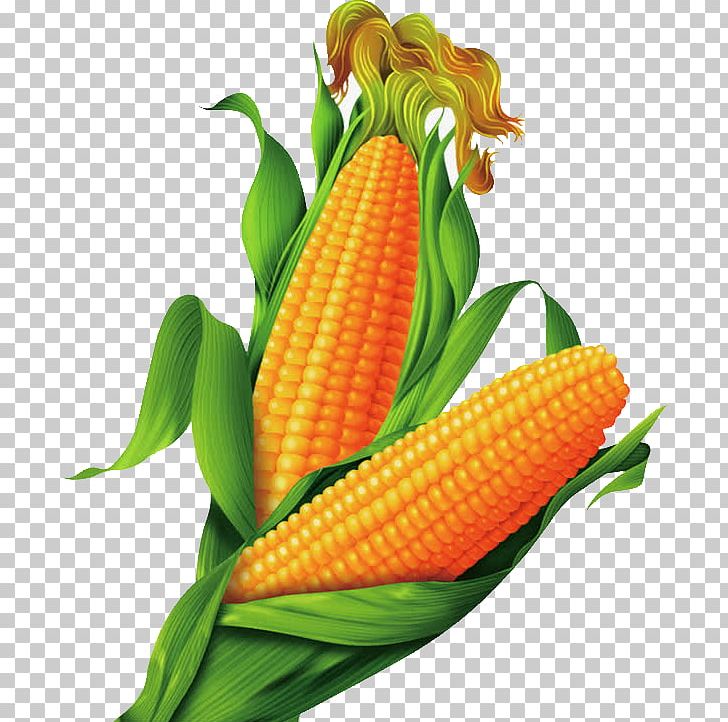 Maize Cartoon Gold PNG, Clipart, Blue, Cartoon, Caryopsis, Commodity, Corn Free PNG Download