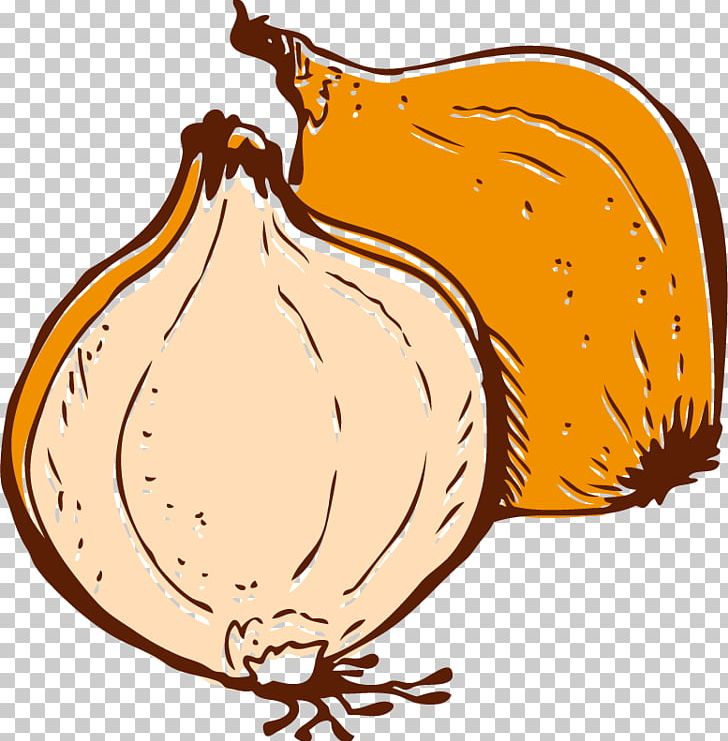 Onion Vegetable Euclidean PNG, Clipart, Chicken, Commodity, Cucurbita, Drawing, Encapsulated Postscript Free PNG Download