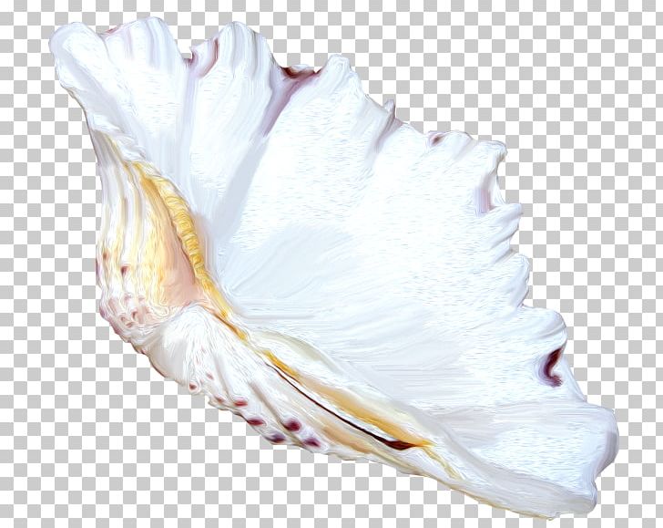 Seashell Shankha Mollusc Shell PNG, Clipart, Animals, Computer Icons, Conch, Conchology, Drawing Free PNG Download